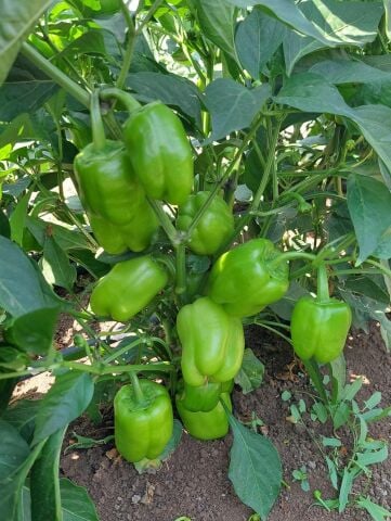 AYBALA - Dolma Biber