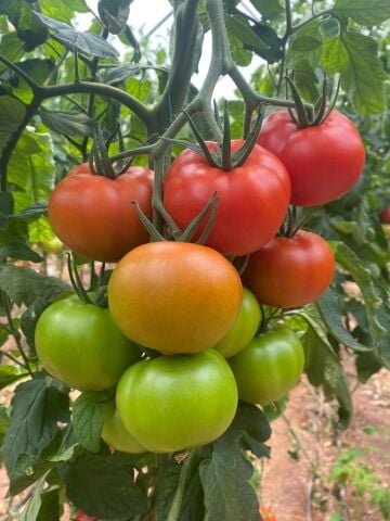 SERAPHINE - Tane Domates