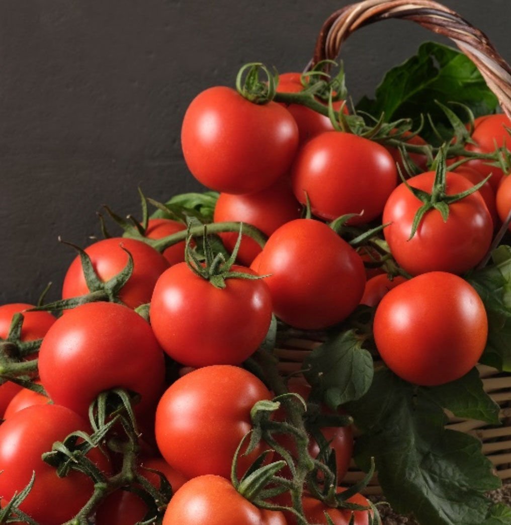 OTANTİK - Salkım Domates