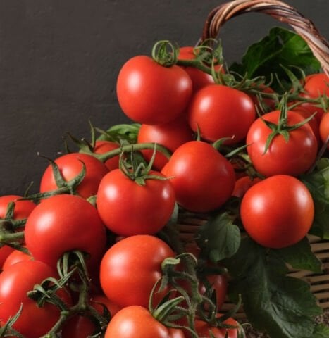 OTANTİK - Salkım Domates