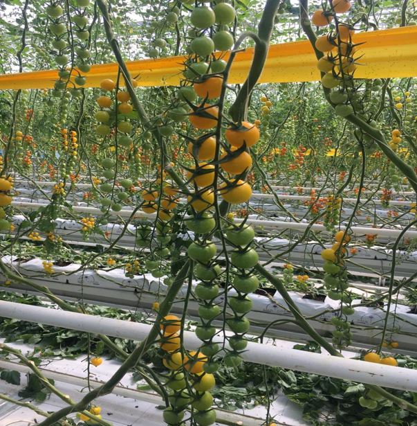 DÖNÜŞ - Sarı Kokteyl Domates