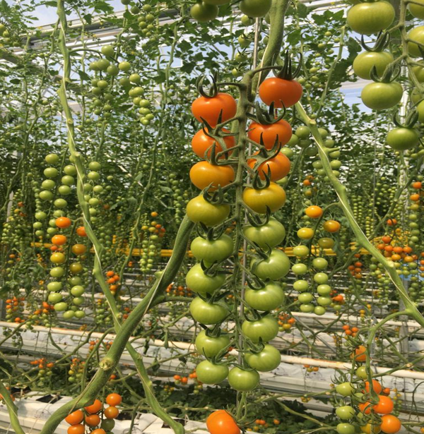 DEHA - Turuncu Kokteyl Domates