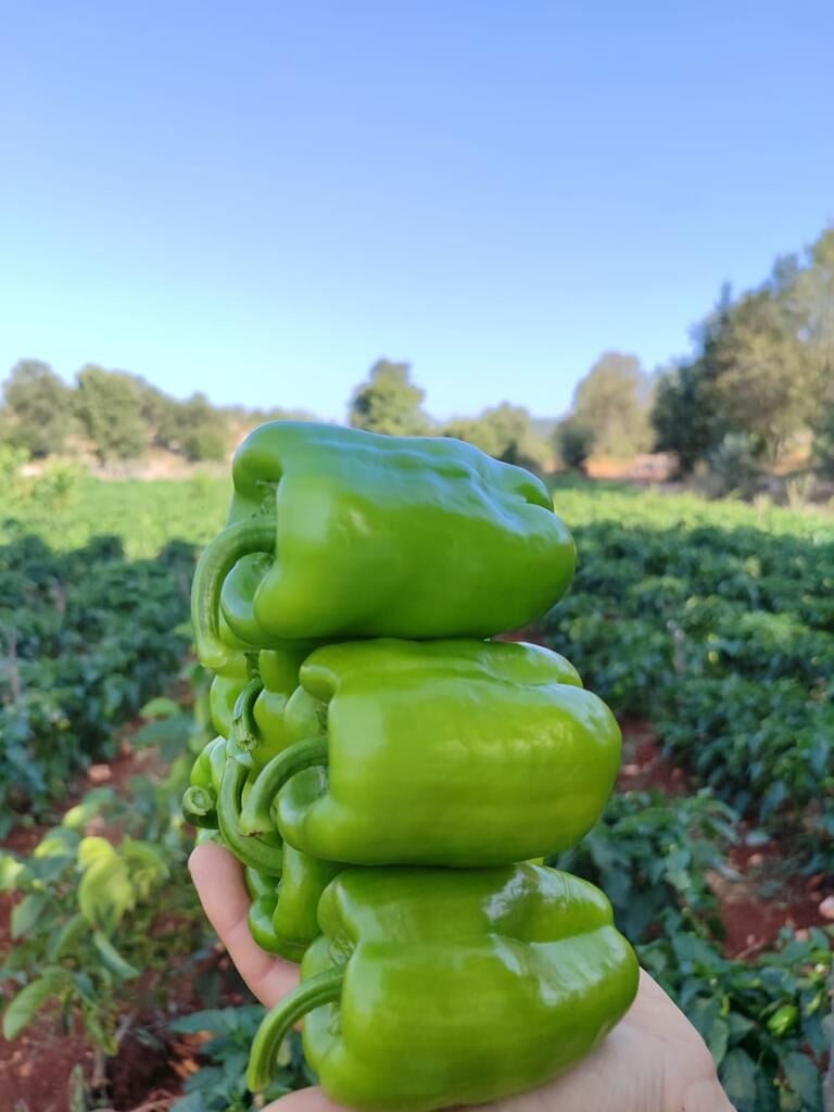 ÜSTAD - Dolma Biber