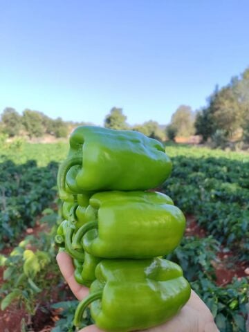 ÜSTAD - Dolma Biber