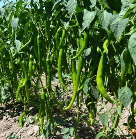 AĞIT - Sivri Biber (Acı)