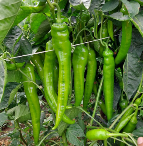 GEZGİN - Sivri Biber