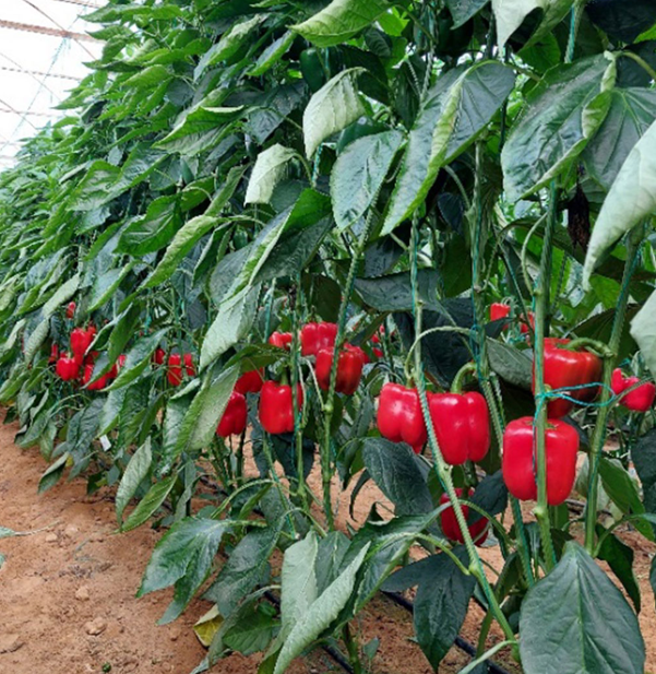 APEX - Kırmızı Kaliforniya Biber