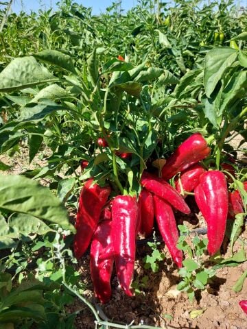 FESTİVAL - Kapya Biber