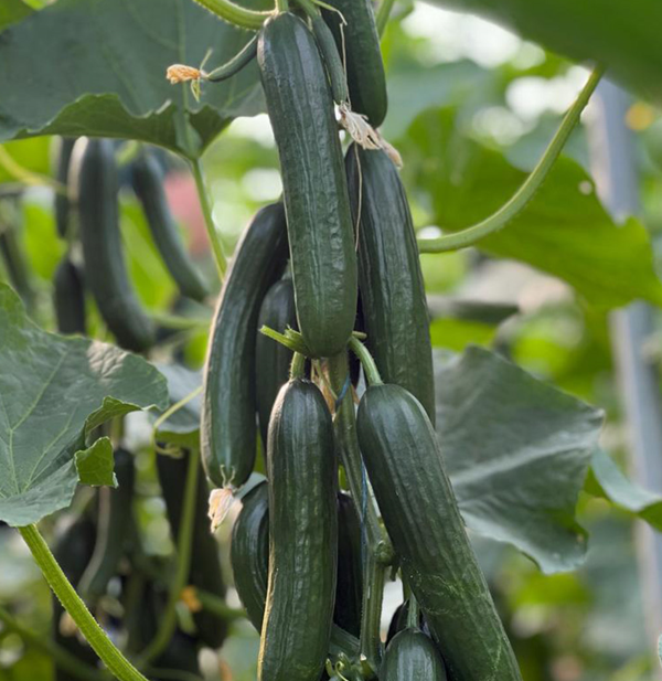 HEYBET - Beith Alpha Hıyar