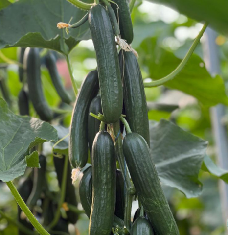 HEYBET - Beith Alpha Hıyar