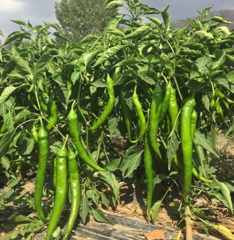 ESİNTİ - Sivri Biber