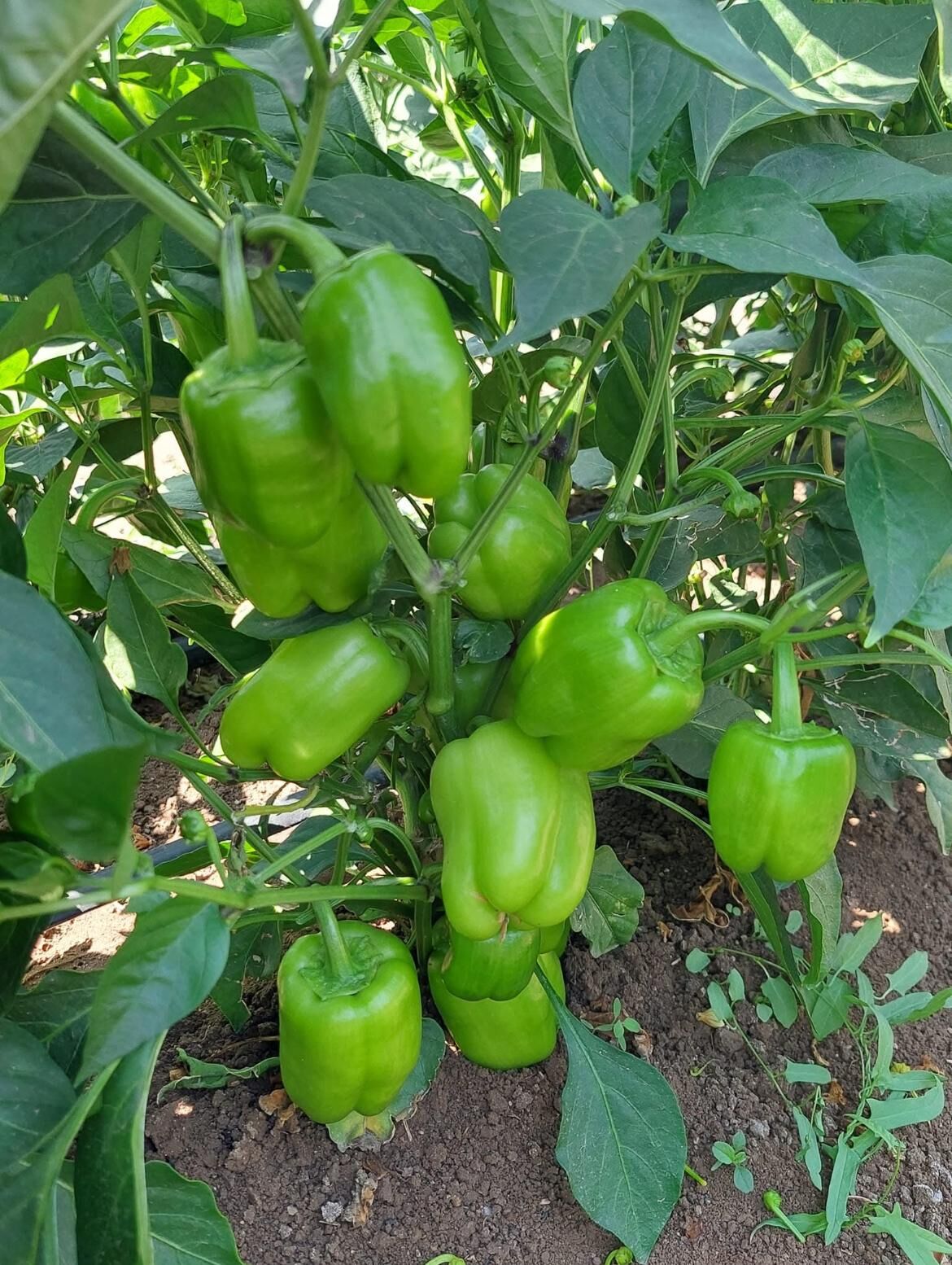 AYBALA - Dolma Biber