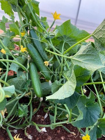 KUVARS - Tarla Hıyarı