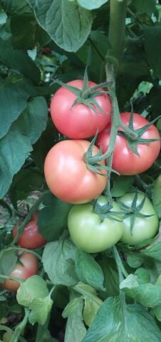 ŞİİR - Pembe Domates